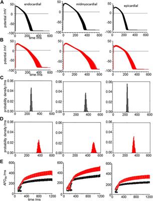 Deterministic and Stochastic Cellular Mechanisms Contributing to Carbon Monoxide Induced Ventricular Arrhythmias